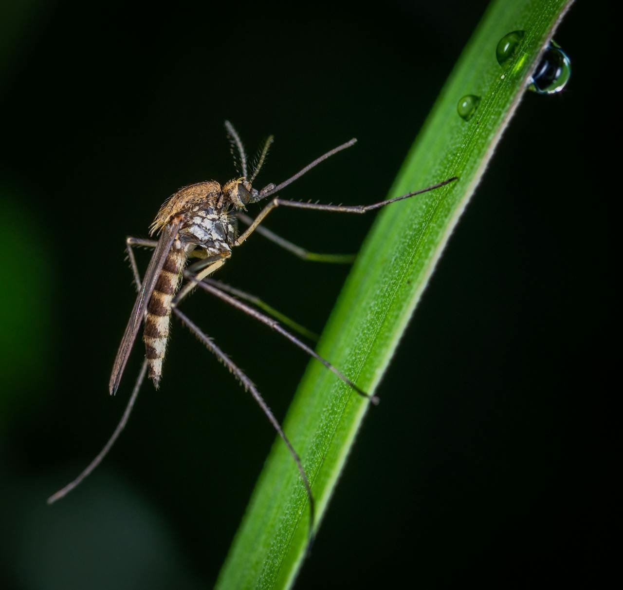 Macro shot of a mosquito perched on a dewy green leaf, highlighting insect details.