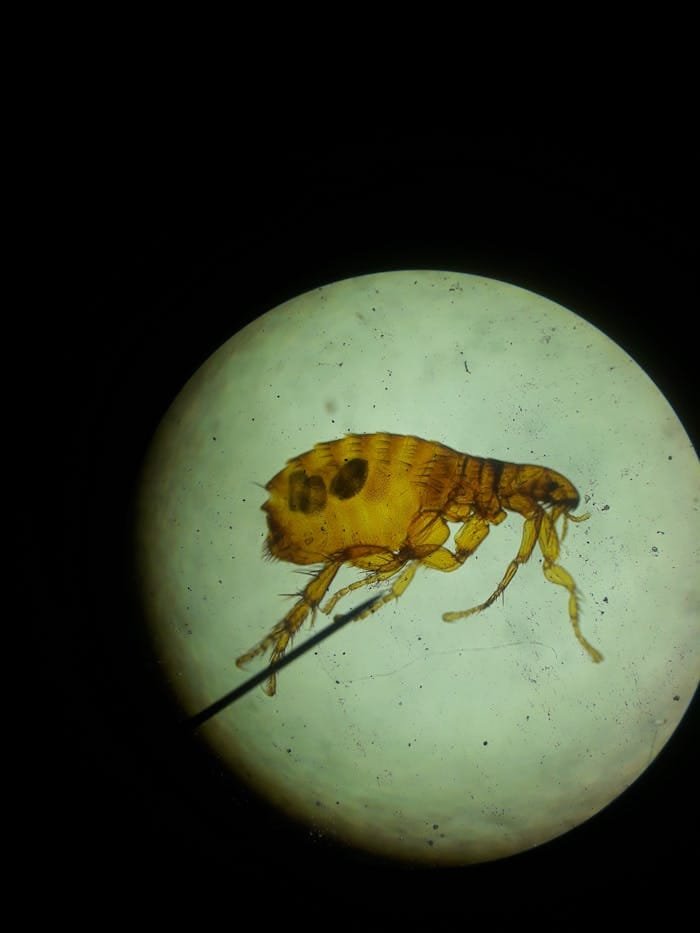 Close-up image of a flea viewed under a microscope, highlighting its intricate structure.